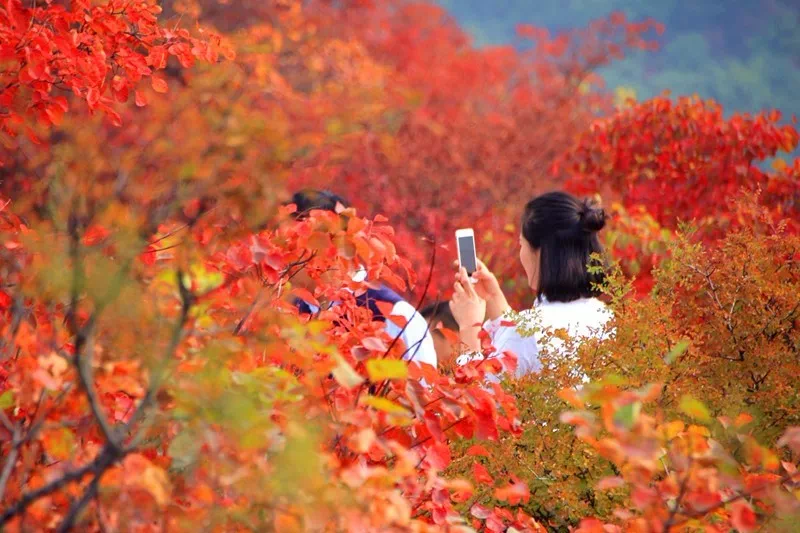 赶紧出发！韩城这几处自驾旅行打卡地 每一处都是绝美秋色！（图）