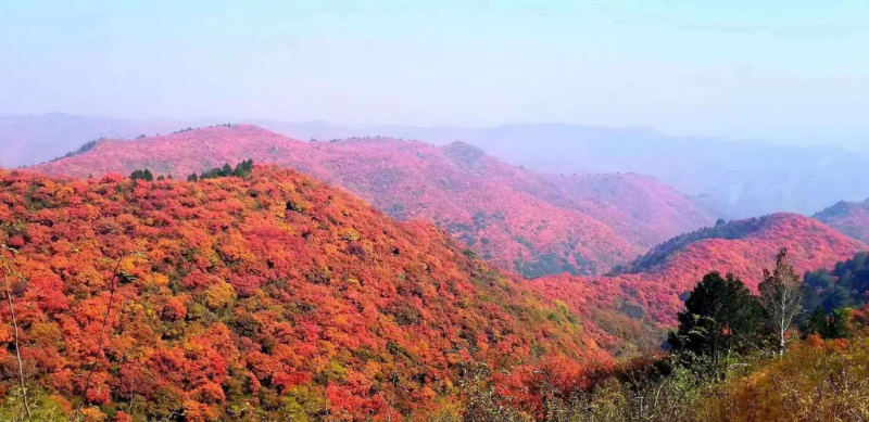 赶紧出发！韩城这几处自驾旅行打卡地 每一处都是绝美秋色！（图）