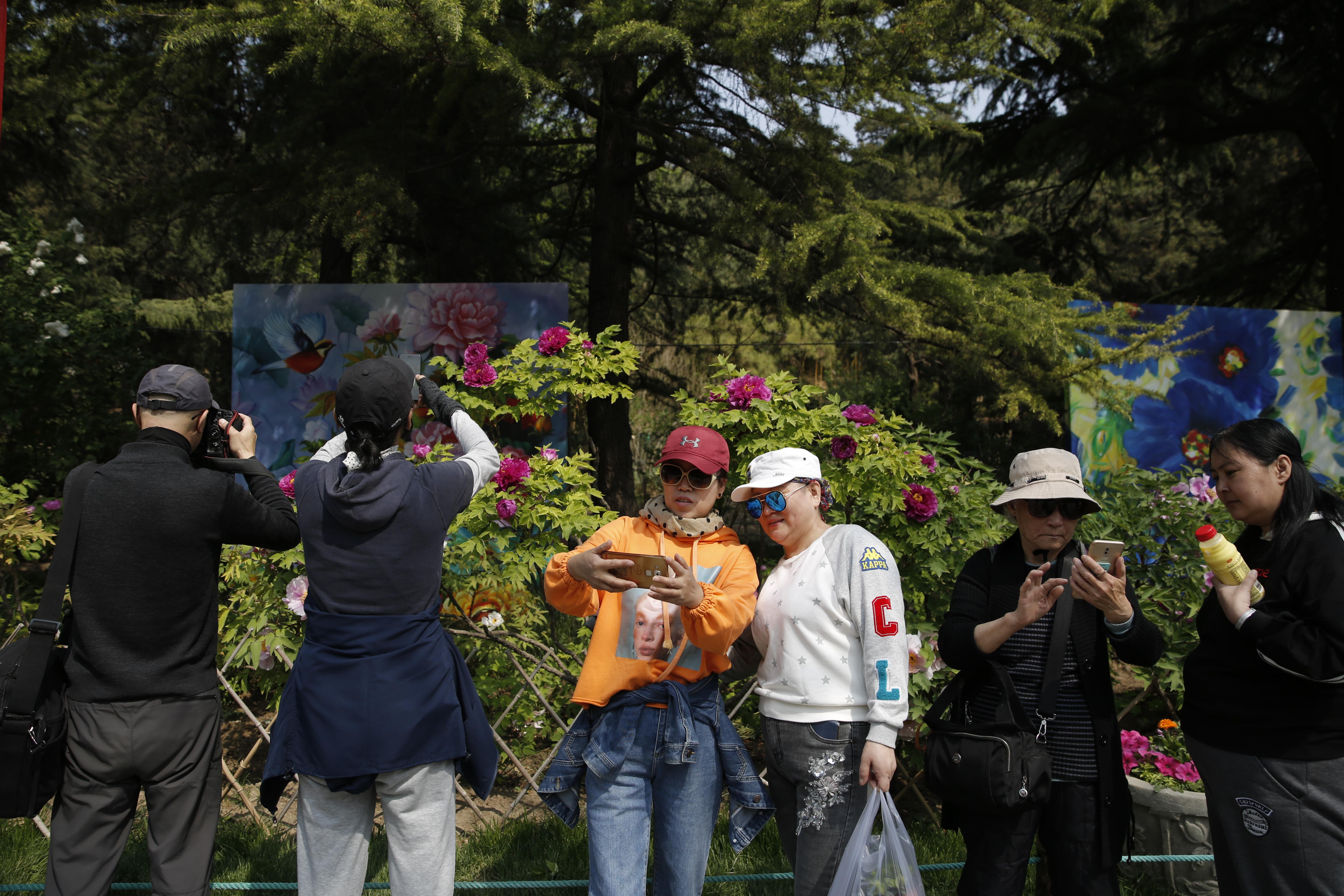 景山两万株牡丹开了 这个春天还首次推出“国学大讲堂”