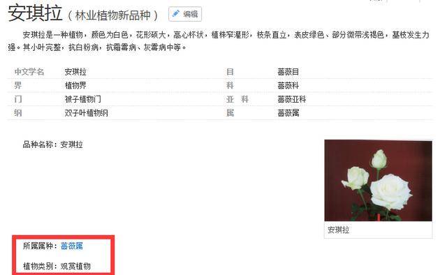 安琪拉是历史人物吗_安琪拉历史背景_人物安琪拉历史是谁写的