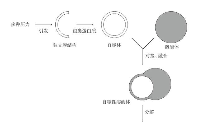 酶的研究历史_酶的研究现状_酶的研究简史