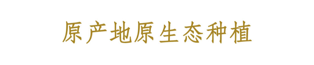 古书竹签_古书_天书奇谈朝云古书