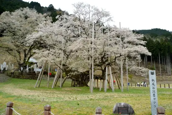 无锡鼋头渚樱花历史_樱花历史_樱花历史简介