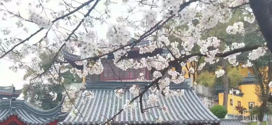 无锡鼋头渚樱花历史_樱花历史文化_樱花历史