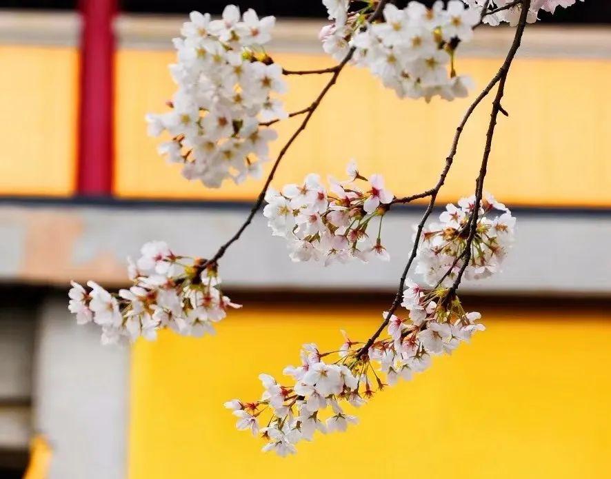 无锡鼋头渚樱花历史_樱花历史_樱花历史文化