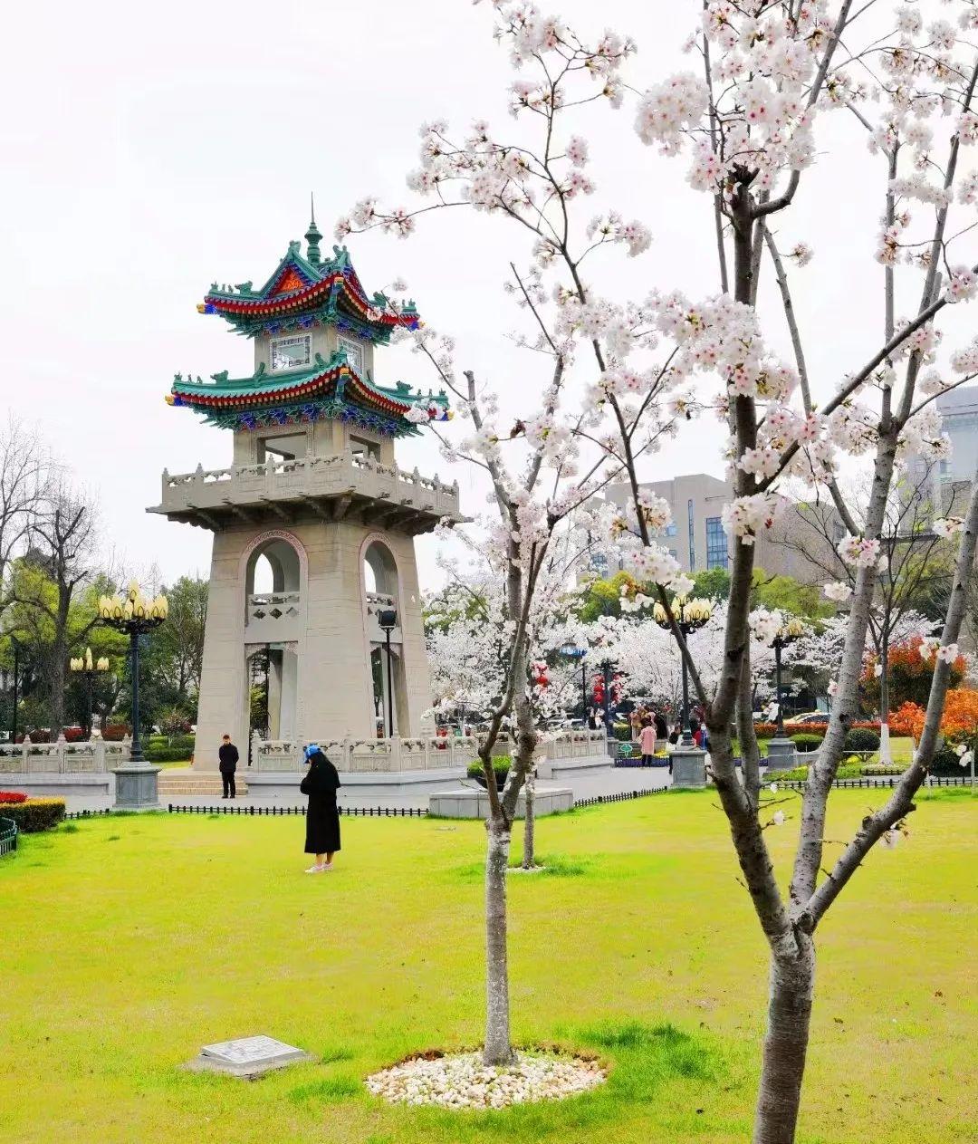 无锡鼋头渚樱花历史_樱花历史_樱花历史文化