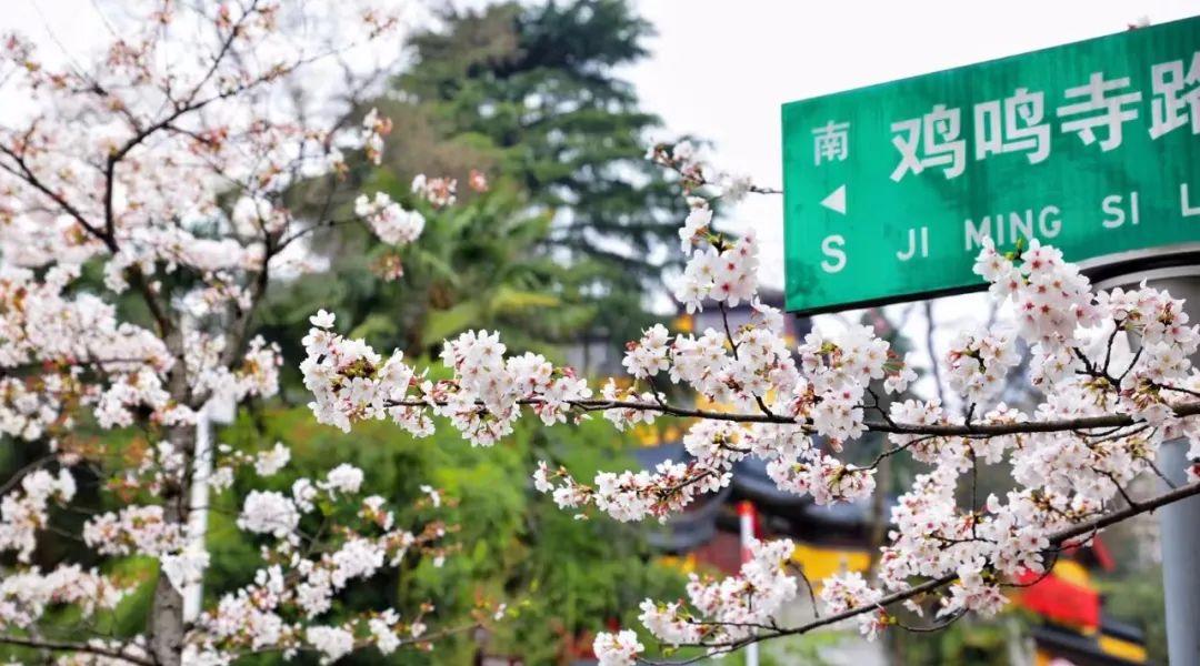 樱花历史_樱花历史文化_无锡鼋头渚樱花历史