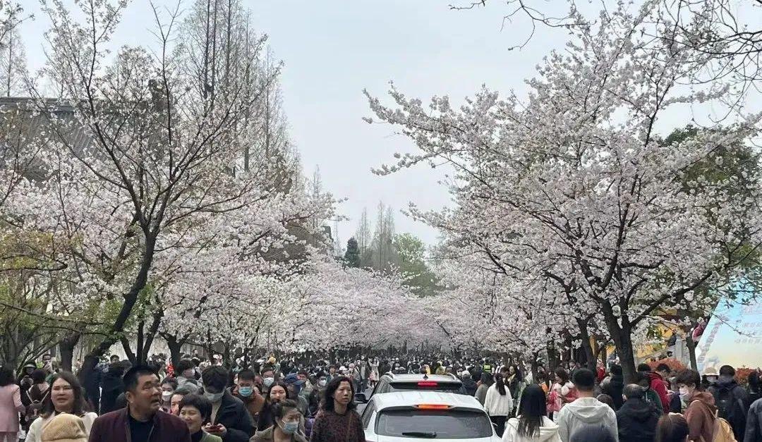 樱花历史_樱花历史文化_无锡鼋头渚樱花历史
