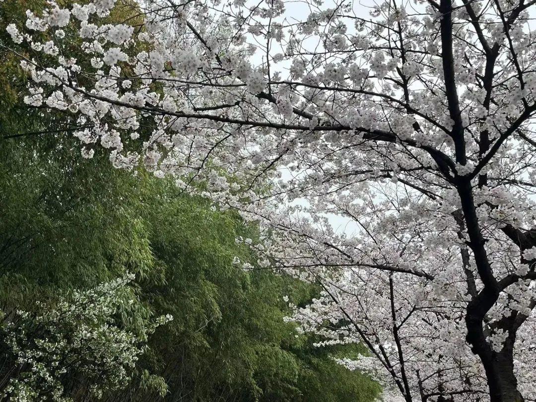 樱花历史_樱花历史文化_无锡鼋头渚樱花历史