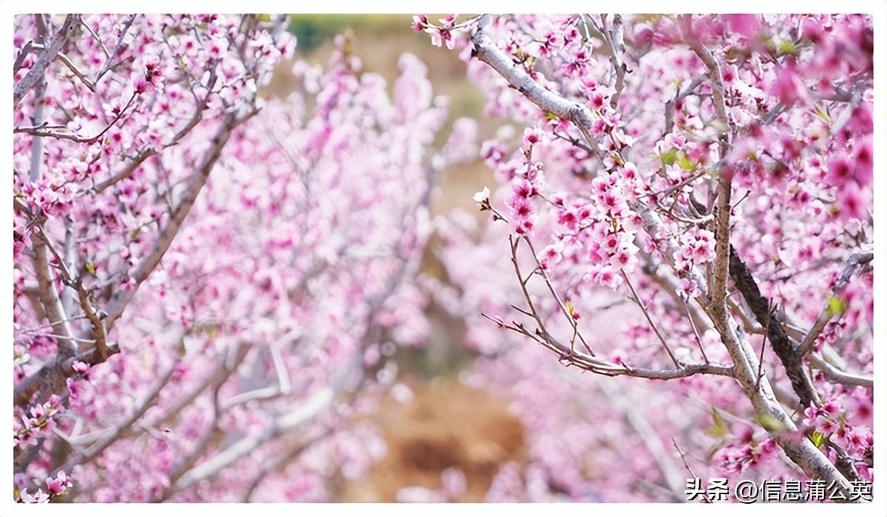 桃花源是一个怎样的社会_桃花源社会理想_桃花源的社会状况