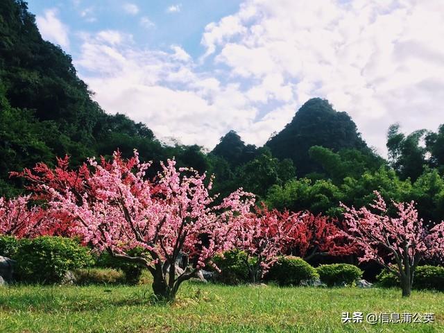 桃花源社会理想_桃花源是一个怎样的社会_桃花源的社会状况