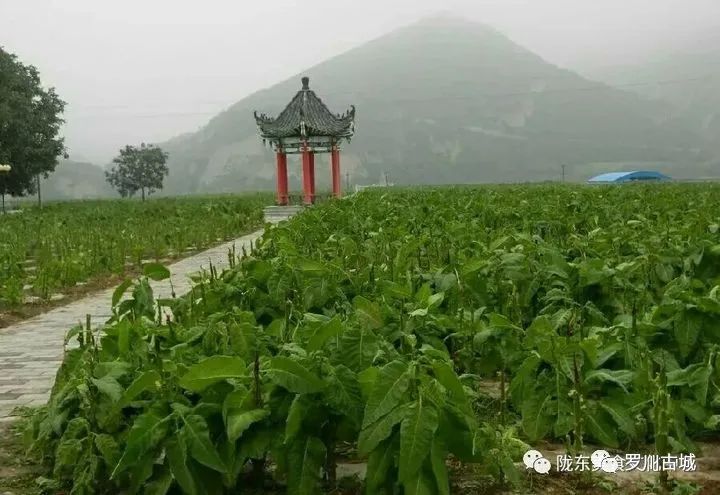 古城丽江历史背景_丽江古城的历史_丽江古城历史沿革