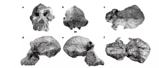 南方古猿湖畔种（MRD-VP-1/1）标本照片 　　a 正面，b背面，c顶面，d左侧，e右侧，f底侧 　　（图片来源：论文截图）