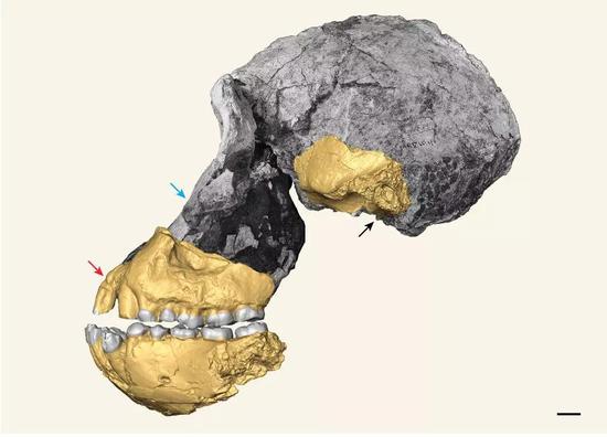 南方古猿湖畔种（MRD-VP-1/1）标本照片 　黄色部分为重建部分，代表在这件标本发现之前，学术界所了解的湖畔种头骨材料，比例尺1cm（图片来源：论文截图）
