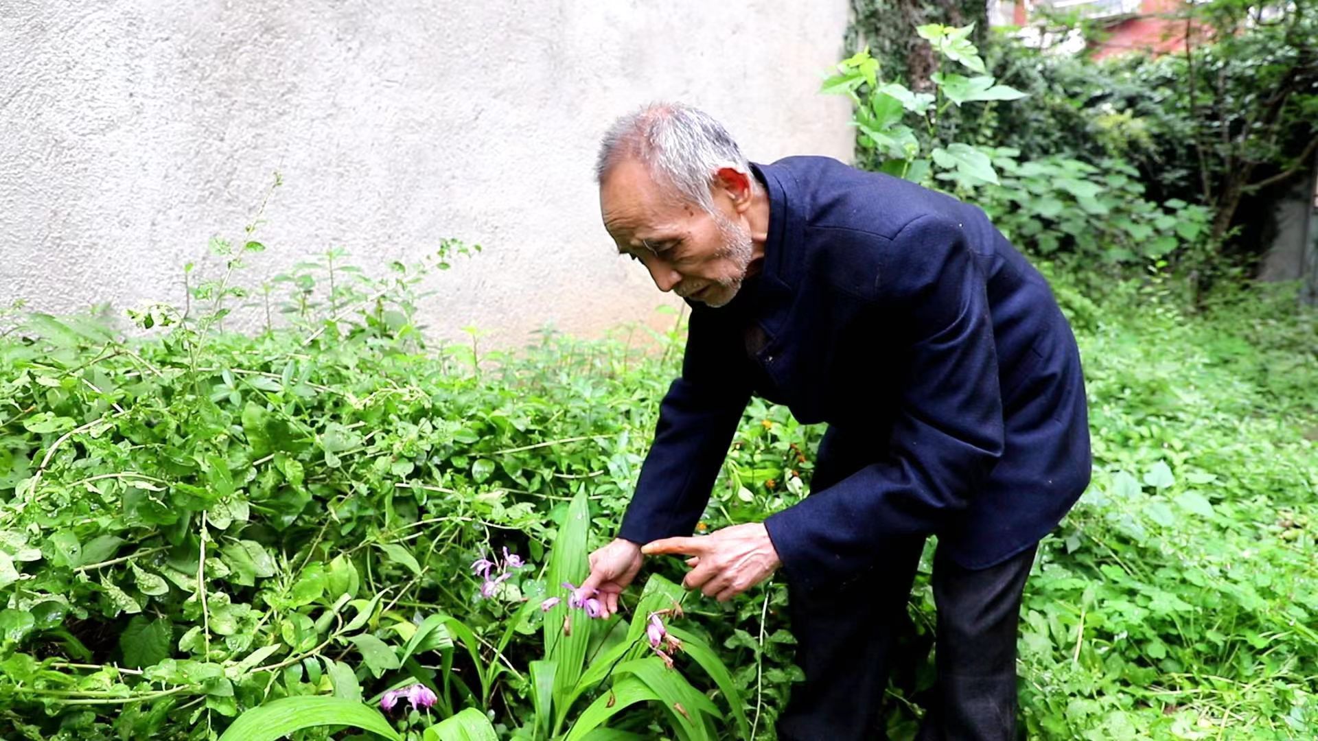 药书配方大全_药书_药书本草纲目大全图片