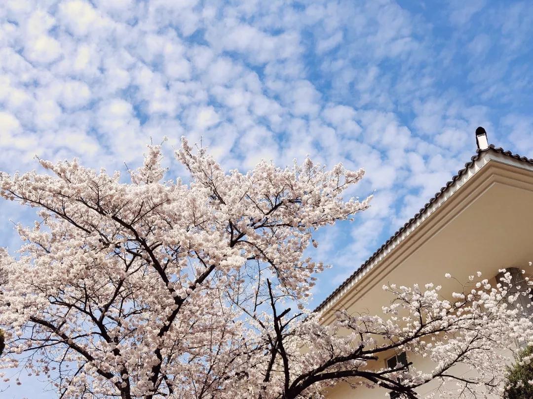 韩国学生累还是日本学生累_韩国学_韩国学校倒闭