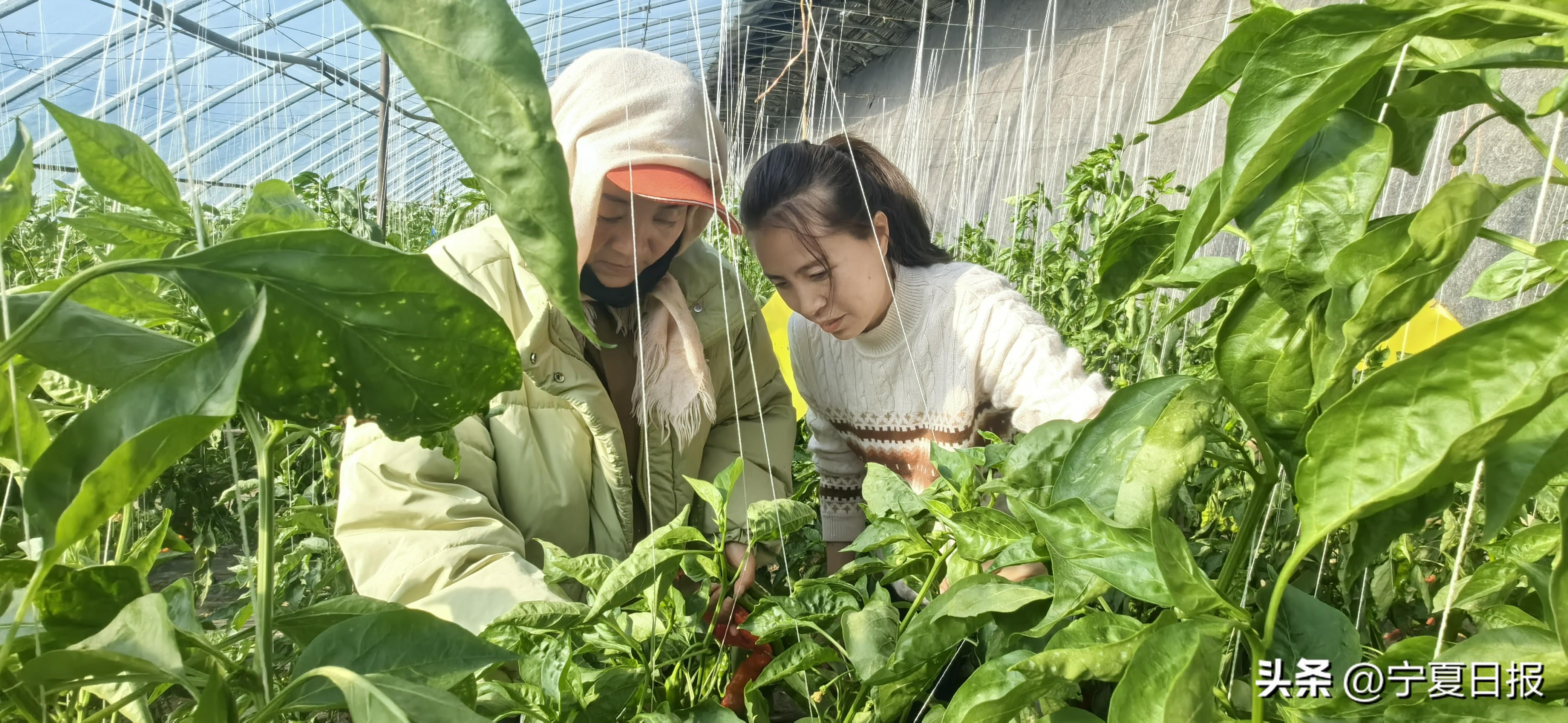 石嘴山市人社局电话_石嘴山市人力资源和社会保障局_石嘴山人力资源部和社会保障部