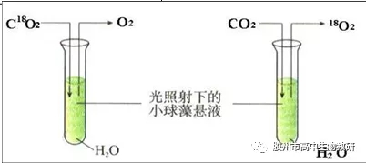 关于酶本质的探索历程_酶的探究历程_酶本质的探索历程李比希