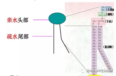 酶本质的探索历程李比希_酶的探究历程_关于酶本质的探索历程