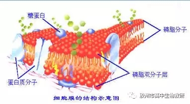 酶的探究历程_关于酶本质的探索历程_酶本质的探索历程李比希