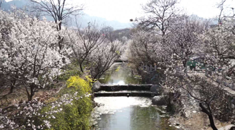 青岛西海岸杨家山里：一场“记得住乡愁”的现代化探索