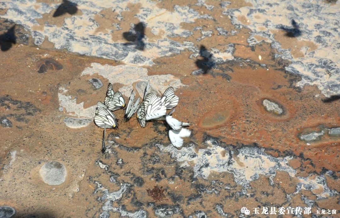 端午节的历史名人_端午节历史人物_端午节的名人名事