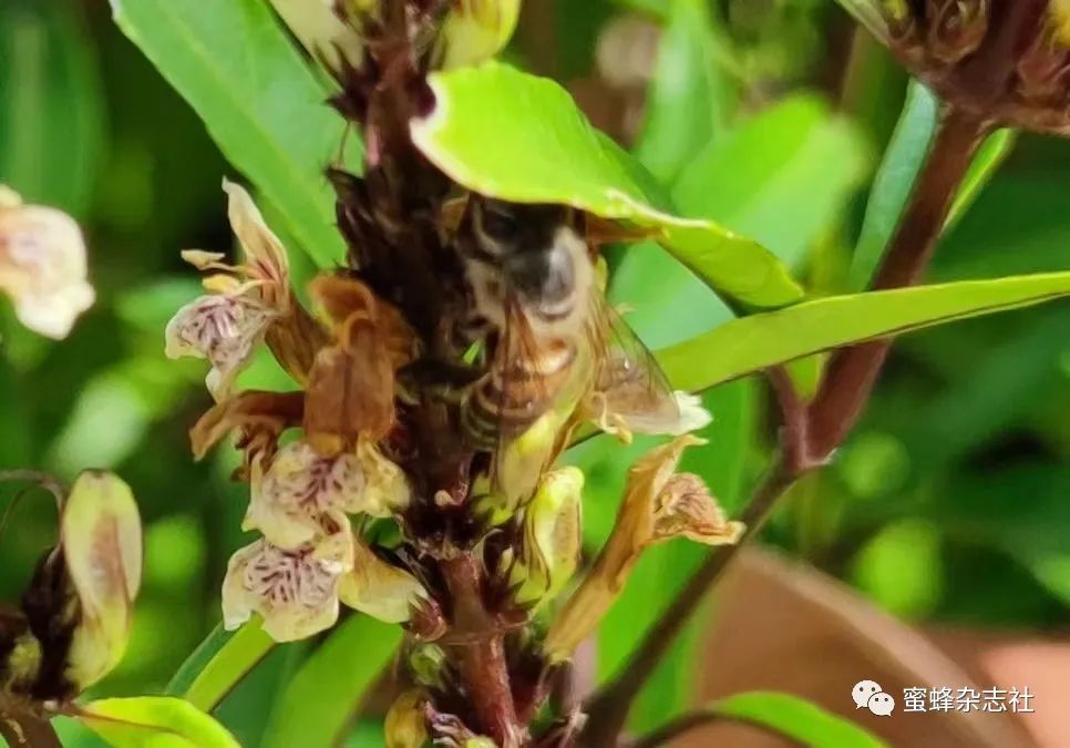 蜜蜂行为学_蜜蜂的社会行为_蜜蜂的社会性