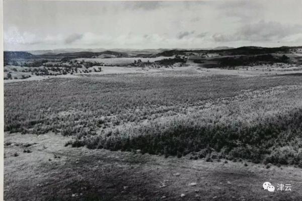 塞罕坝林场真实故事_塞罕坝林场的历史_塞罕坝林场发展史