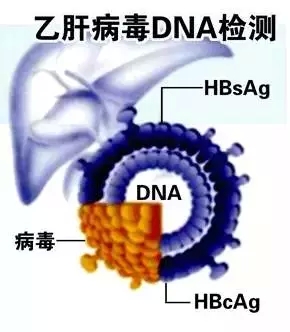 科普贴：乙肝知识知多少？