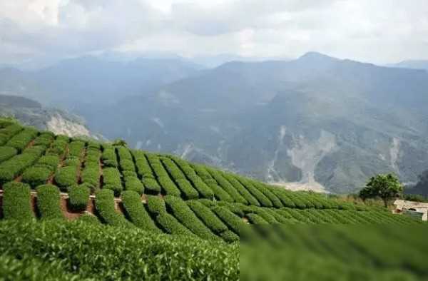 历代茶人故事的启示_关于茶的历史人物_茶的人物故事