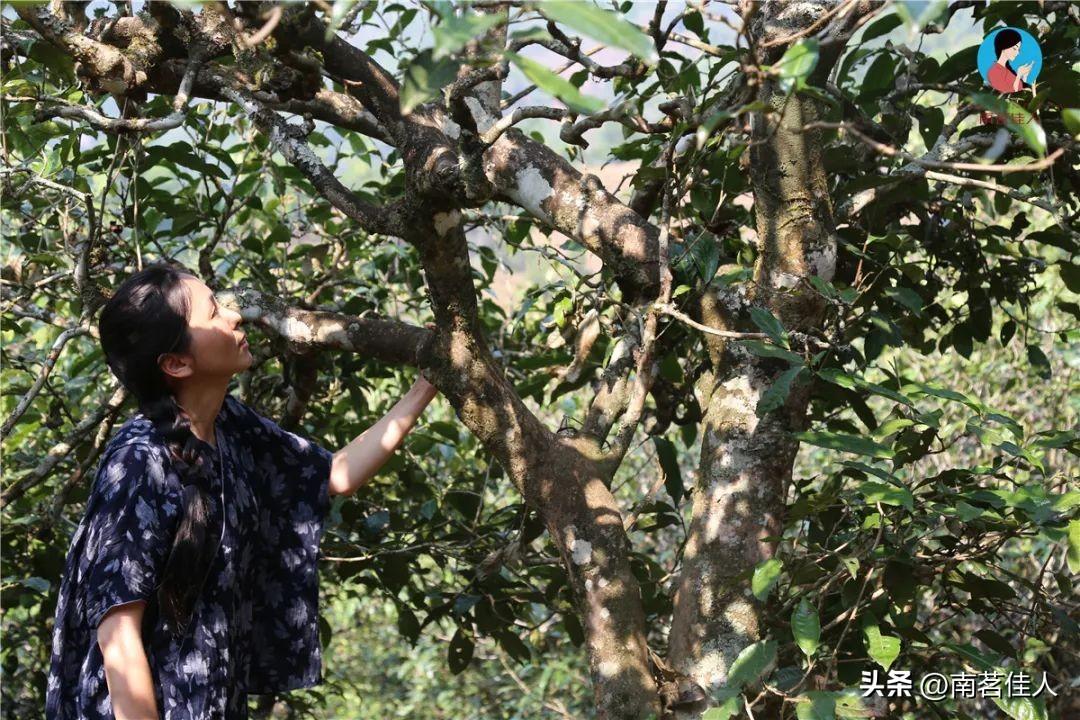 关于茶的历史人物_茶的人物故事_著名茶人简介