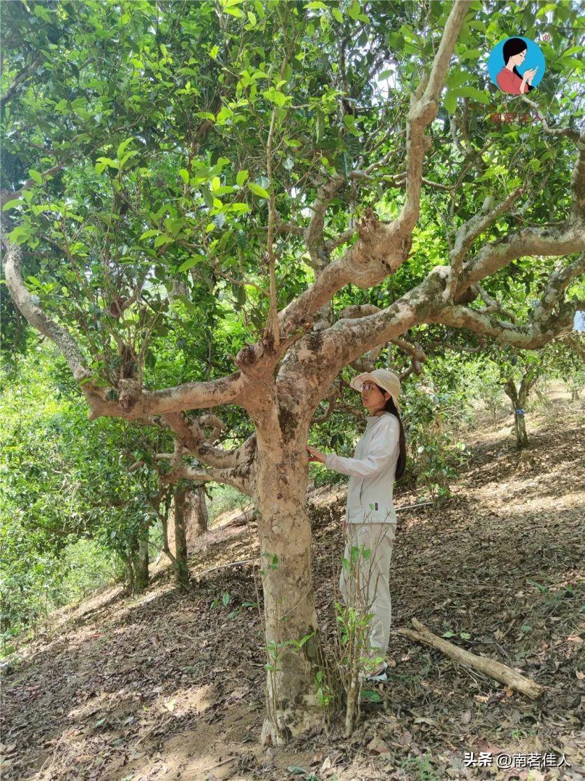 著名茶人简介_茶的人物故事_关于茶的历史人物