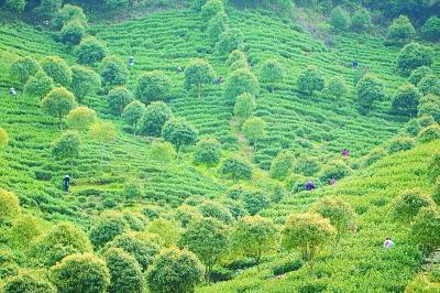 著名茶人简介_关于茶的历史人物_茶的人物故事