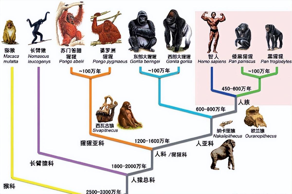 《原始社会生存记》_《原始社会生存记录》_原始生存说