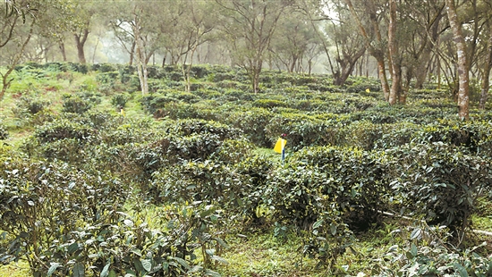 英德红茶历史_英德红茶的发展史_英德红茶起源