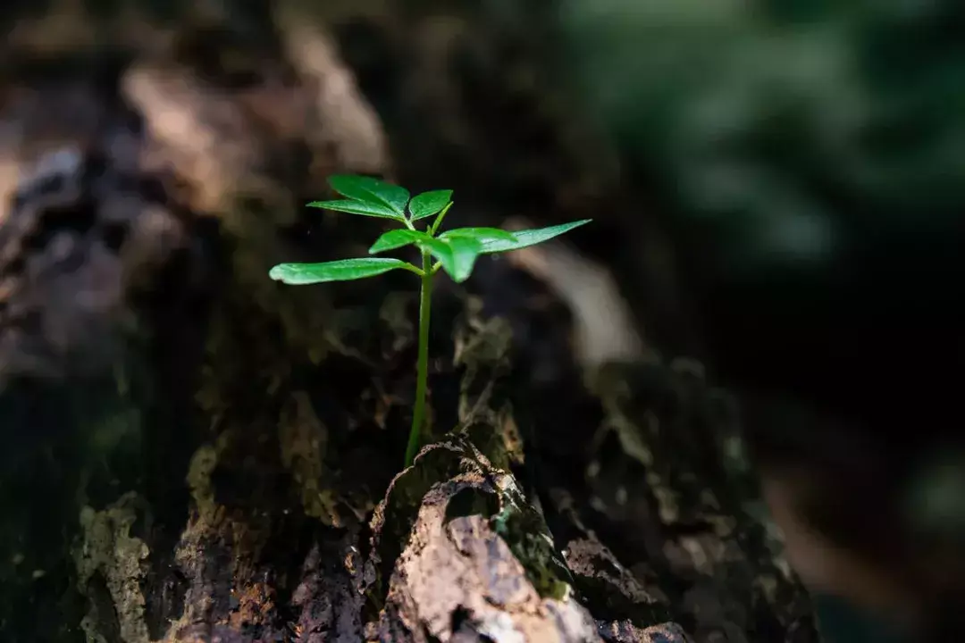 司马迁_司马迁祠观后感_司马迁是哪个朝代