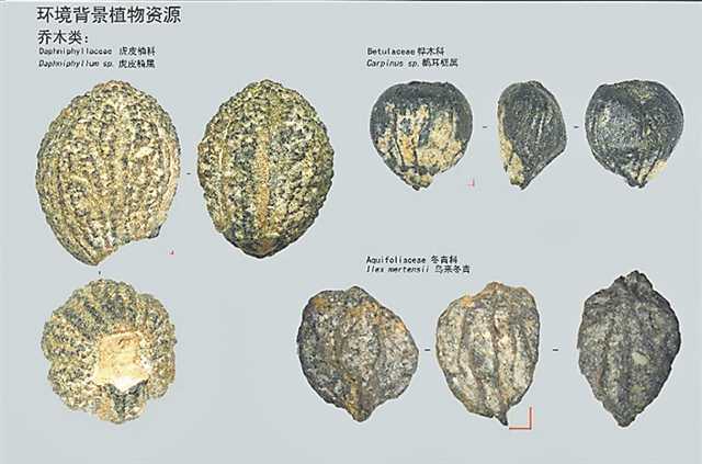 什么是研究远古人类历史的重要依据_什么是研究远古人类历史的重要依据_研究远古人类的重要依据