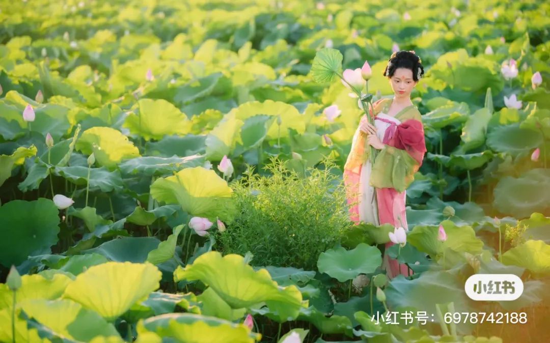 跟荷花有关的历史人物_荷花有关的人物_荷花名人