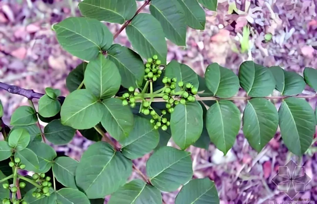 药书法_药书_药书配方大全